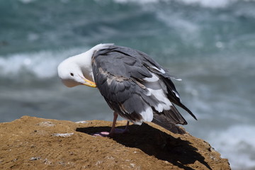 Seagull