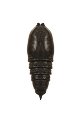 A black smooth pupa of the Nudaurelia, or Gonimbrasia, dione moth isolated on white background. Pupae is a stage between caterpillars and butterflies. This butterfly pupates under ground.