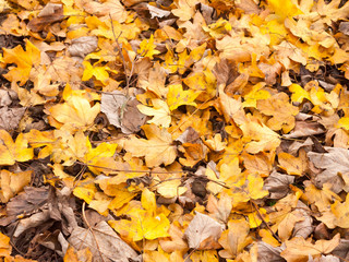 orange and yellow leaf floor background texture autumn foliage