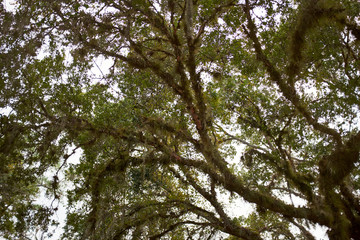 Low-angle view of branches of a big tree in summer
