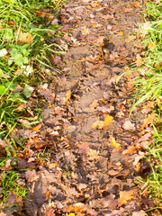 wet and muddy walkway path trek on floor with green grass and fallen autumn leaves