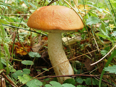 Large orange cap boletus in the autumn forest. Healthy and delicates natural food