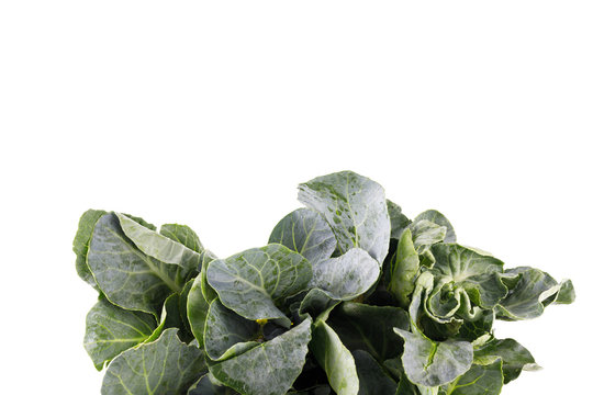 Kale on white background isolated with copy space for text
