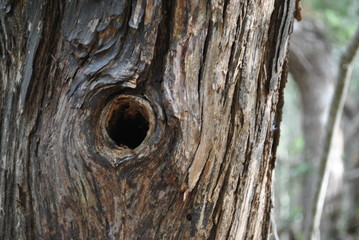 Tree Art