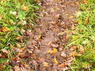 wet and muddy walkway path trek on floor with green grass and fallen autumn leaves