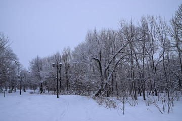 Snowy winter landscape in city Park