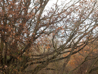 outstretched autumn tree branches with red leaves background forest