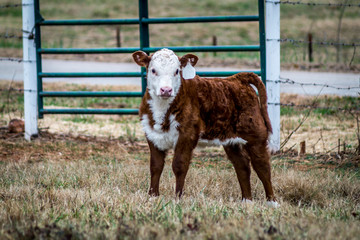 Hereford heifer baby at attention calf bull white face © Susan Hutton