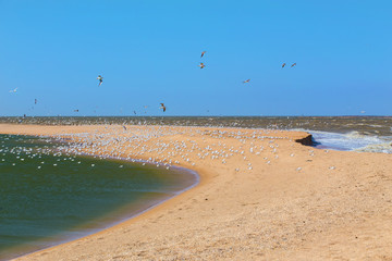 Fototapeta na wymiar Flock of seagulls, sea, sand.