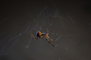 brown recluse 15