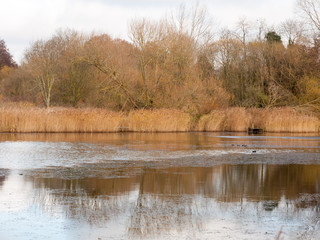 autumn white sky overcast lake brown trees and some birds on surface