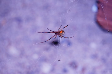 brown recluse 2