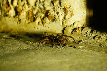 wolf spider 4