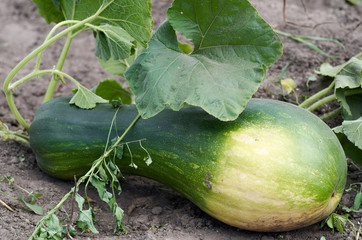 Ripe organic cultivar squash vegetable in the summer garden.Green marrows vegetable grows in a...