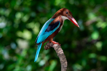 White-throated Kingfisher
