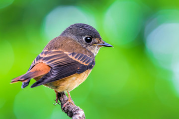 Ferruginous Flycatcher