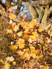 close up of yellow autumn leaves on branch of tree