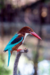 White-throated Kingfisher