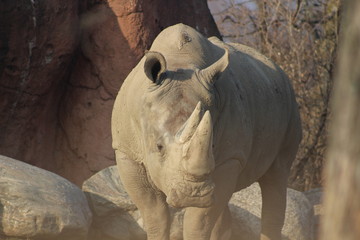 rhino portrait photo