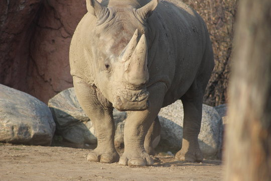 rhino portrait stock photo
