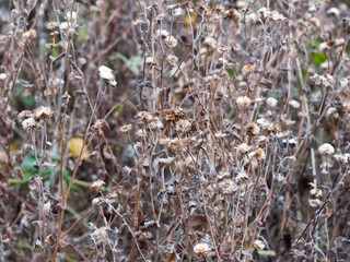 many dead flower heads in autumn shrub foliage