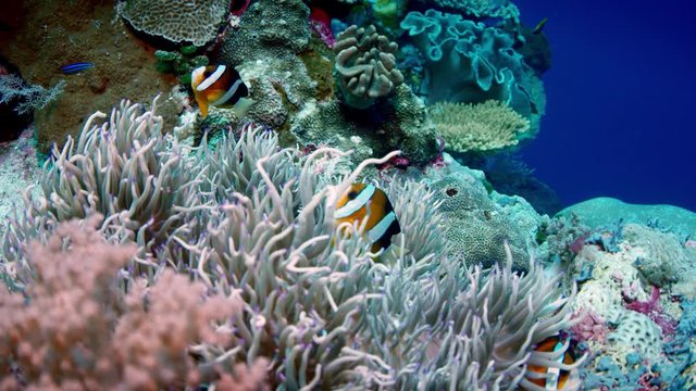Clark&rsquo;s anemonefish (Amphiprion clarkii) peeking out of its host anemone, WAKATOBI, Indonesia , slow motion, RED 5Kws 21:9