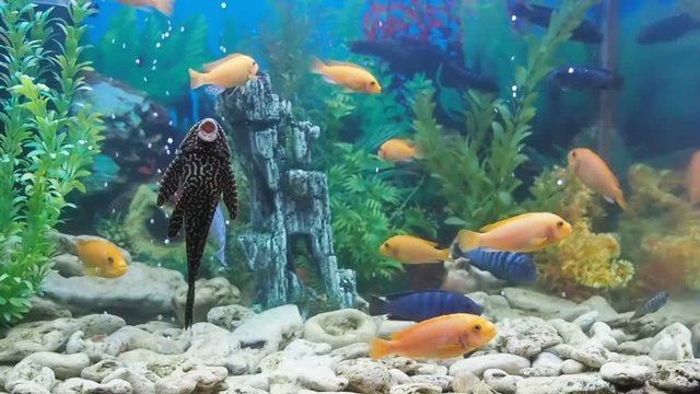 A home aquarium. Catfish cleans the aquarium.