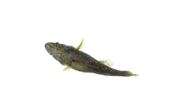 tracking fish on an isolated white background