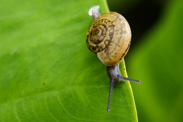 Image of snail on a green leaf. Reptile Animal.