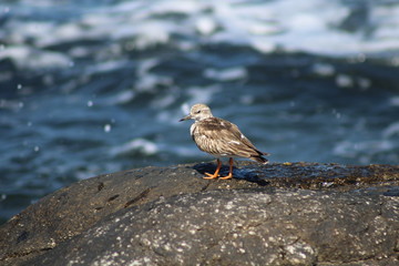 playero con sueño