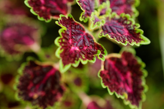 The mayana flowers in the vast valley, The northern of Thailand, The colorful of winter