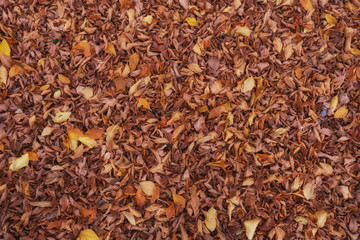 Fallen Leaves of the Fall