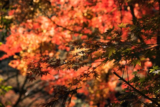 照紅葉