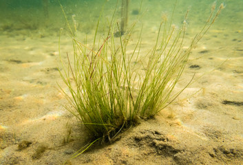 Bulbous Rush (Juncus bulbosus) in lake underwater shot