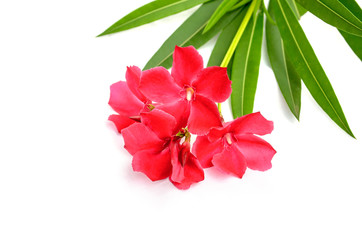 Sweet oleander, Rose bay, Oleander