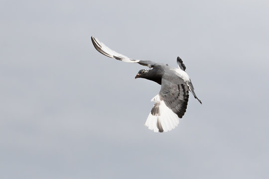 white flight homing pigeon bird flying against clear sky