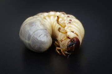 Image of grub worms, Coconut rhinoceros beetle (Oryctes rhinoceros), Larva on black background.