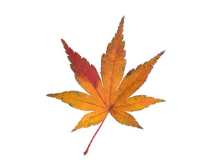 Fototapeta premium 紅葉したカエデの葉