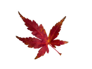 紅葉したカエデの葉