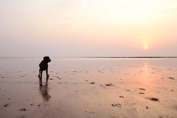 Naklejka premium Silhouette of Black labrador dog playing at the beach