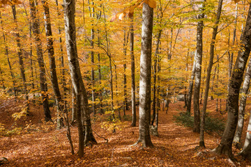 Fototapeta na wymiar Sunlit Beech Tree Forest in the Fall