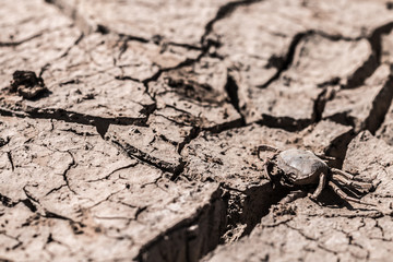 Crack ground of drought animal dead close up.