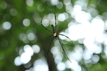  spider on the web, top view