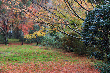 Autumn leaves with green yellow orange and red color in garden. Red and yellow maple leaves fall on the floor under the tree.