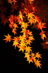 Red maple leaves in autumn season with blue sky blurred background, taken from Japan.