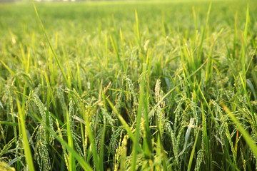 Young rice ears in the green field.