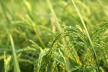 Young rice ears in the green field.
