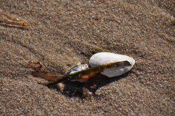 Muschel am Strand,  Insel Rügen