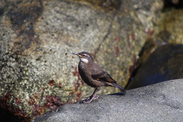 churrete primer plano 