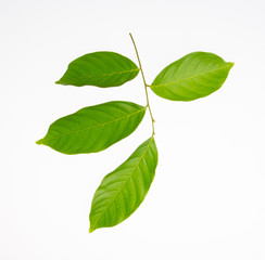 leaf or green leaf on a background.